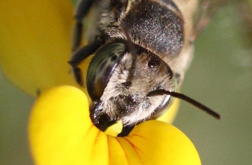 Réf. 254 441 : Megachile sp.